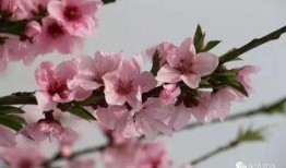 桃花爆料大百科最新一期,揭秘最新一期精彩内容